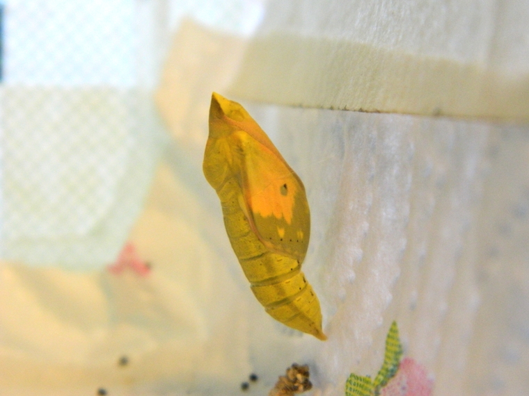 Colias crocea e uova